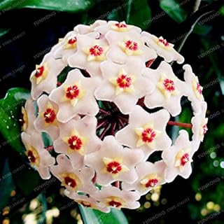 24 Color Orchid Ball Rare Ball Orchid Flower Perennial Plant Hoya Carnosa Seed Bonsai Seeds Pot Plant for Home Garden 100Pcs