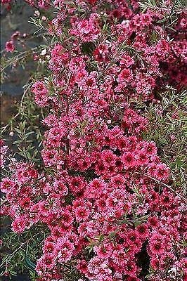 Portal Cool Leptospermum scoparium Inverno Cheer - Manuka, Tea Tree - Pianta in 9Cmpot