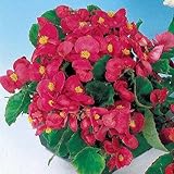 Park Seed Pizzazz Deep Rose Begonia, Pack of 150 Seeds