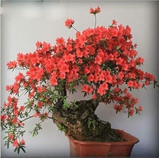 4: 50 Teile/beutel Seltene Bonsai 12 Sorten Azalea Seeds DIY Home & Amp; Gartenpflanzen Sieht aus wie Sakura Japanese Cherry Blooms Flower Seeds: Only Seeds