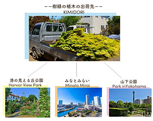 Amazon｜ピスタチア 常緑低木 レアプランツ 樹高 50-70cm 植木 庭木