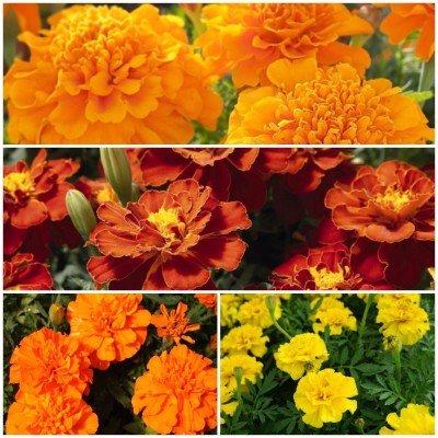 Biocarve French Marigold Flower Kit - 4 Packets (Marigold french gulzafri 100 Seeds, Marigold french scarlet red 100 Seeds, Marigold french orange 100, Marigold french yellow 100 Seeds). (B01F1OWQIS) Amazon Price History, Amazon Price Tracker