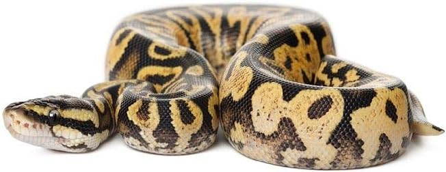 Python Snake Bedding for Larger Snakes - Substrate for Ball Pythons & Royal Pythons - COARSE Grade - Ready to USE (20 litres)