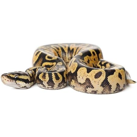 snake bedding ball python