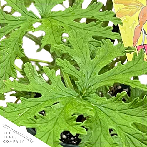 Live Citronella (Scented Geranium) - Wards Off Pests - Healthy and Fragrant Pollinator - 12" Tall by 6" Wide in 1.5 Qt Pot