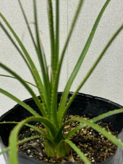 Amazon.co.jp: ダシリリオン．ミキワネンシス 6号鉢 大苗 ③ : おもちゃ