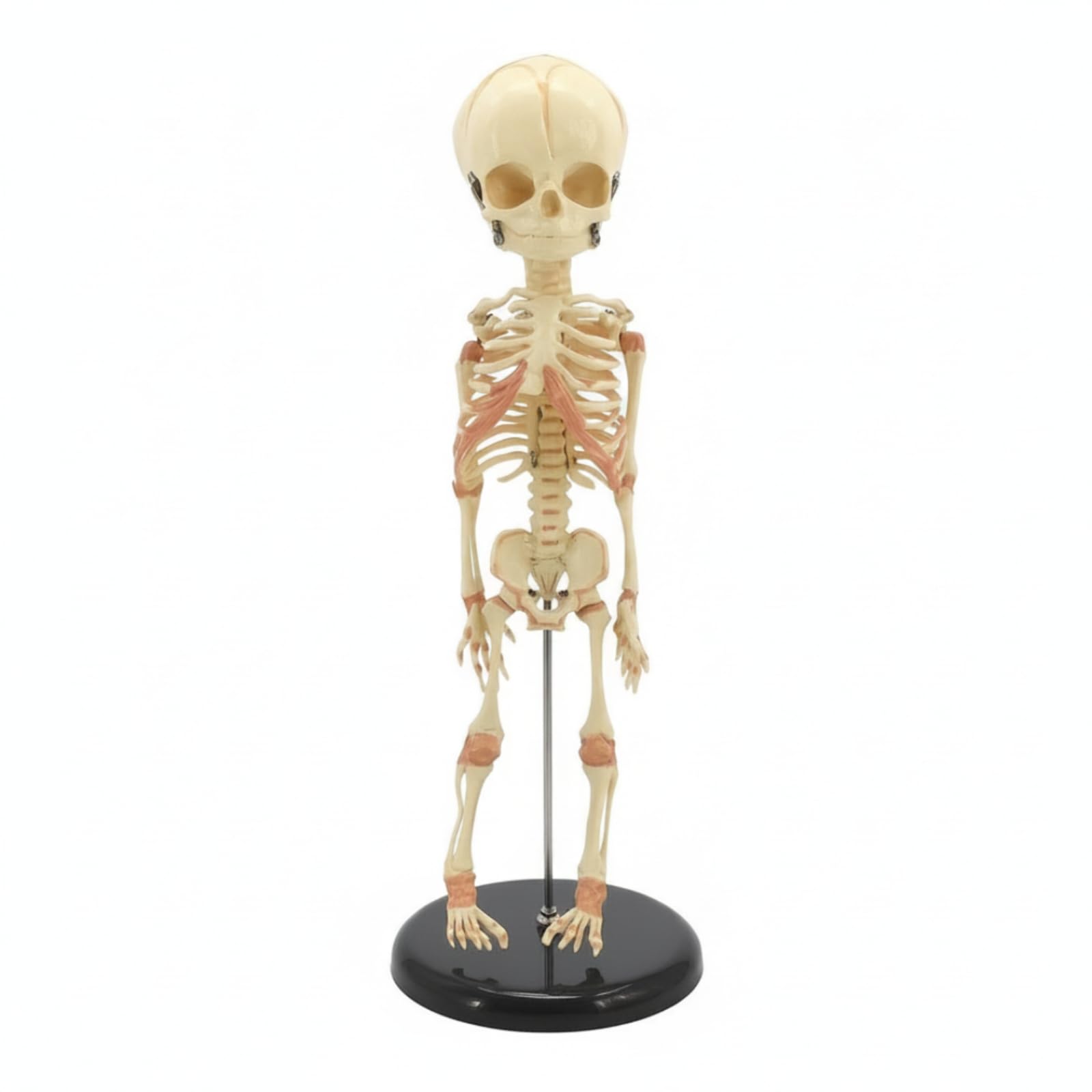 Colcolo Modelo Esqueleto Infantil Esqueleto Esqueleto Humano Maqueta Anatómica Ayuda Referencia Exacta del Armazón Corporal Infantil Adecuado para Enseñanza