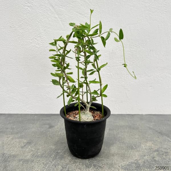 Amazon｜フォッケア：エデュリス 火星人 3号鉢植え**｜観葉植物