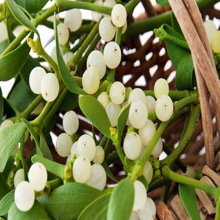 80pcs Fresh Mistletoe Plant Seeds