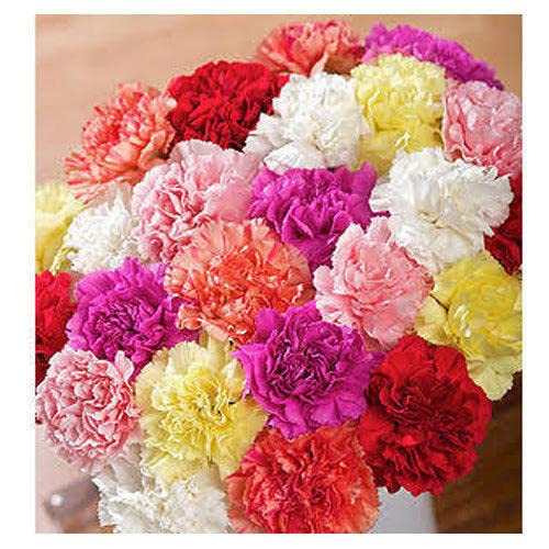 Beautifull Carnation Mixed Flower seeds for Home Gardening pack of 50 seeds-image-44