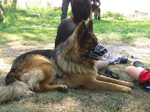 chien 2 BOUTONS metal venerie chasse vintage berger allemand