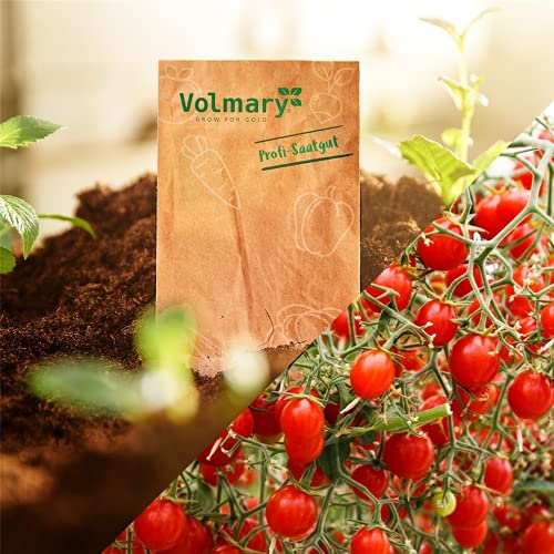 Volmary Mini-Perlen Tomate 'Tomberry Red' F1 - Portion Samen (6 Korn) - Image 4