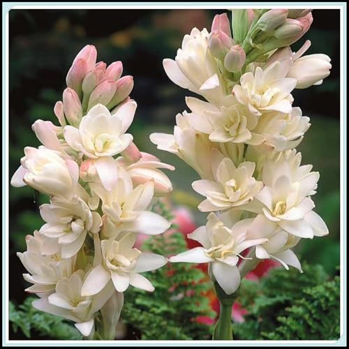 CUIKWA Nardos de aroma intenso y fácil de cultivar - Jardín sorpresa/Decoración de jardín-4bulbos-J