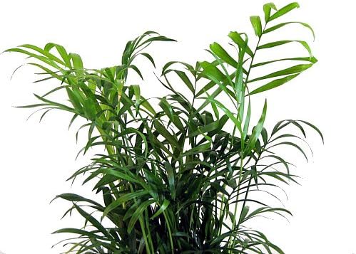Hirt's Victorian Parlor Palm - Chamaedorea - 6" Pot