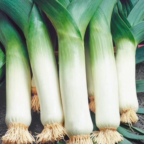 Bolly Bulbs® - 25 Leek Seeds (Autumn Giant 2)