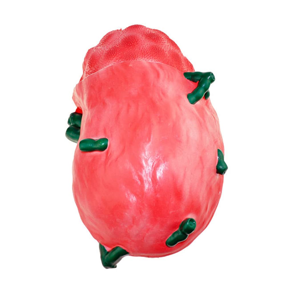 Model powiększania węzłów chłonnych, model anatomiczny narządów ludzkich, model nauczania biologii gimnazjum, materiały medyczne,