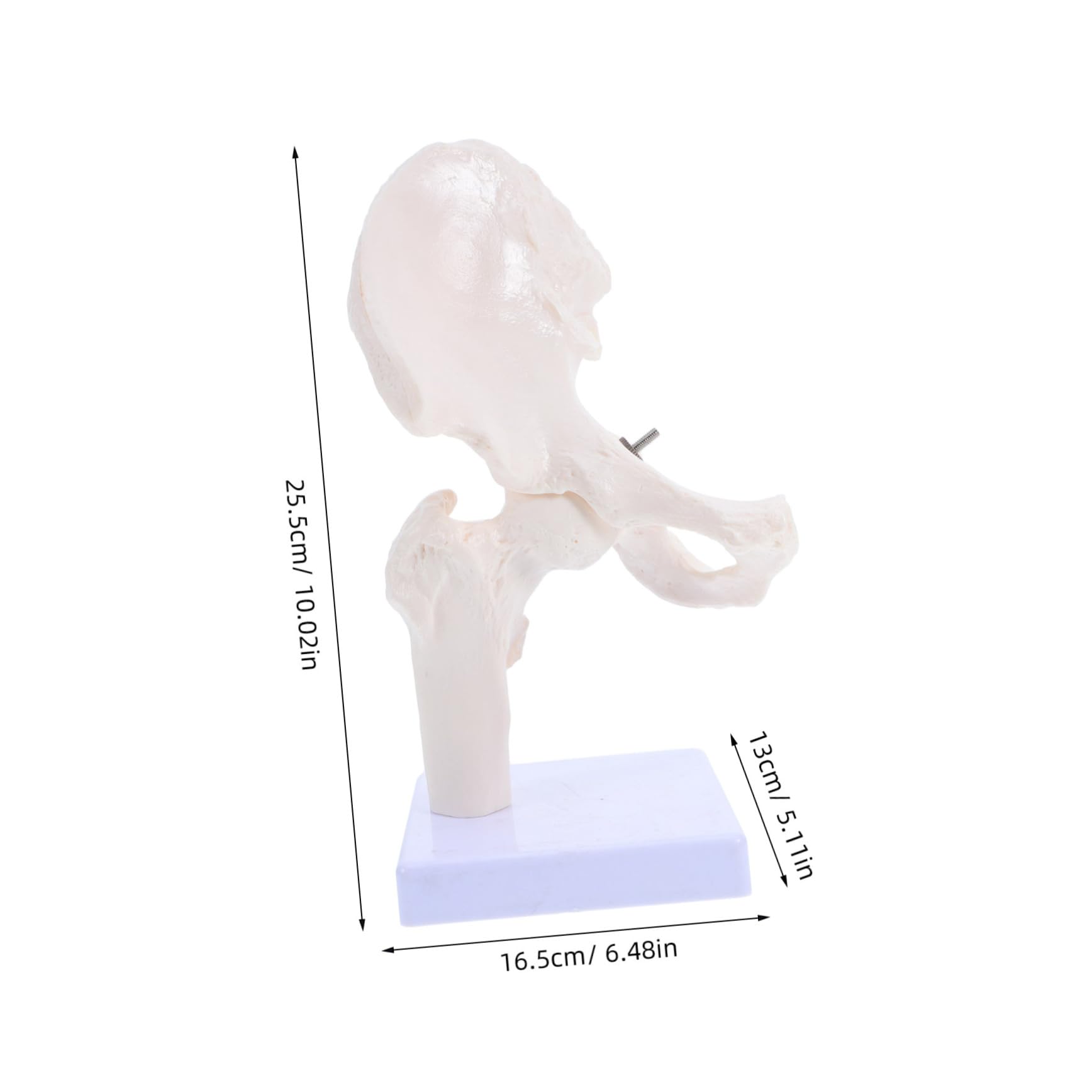 ABOOFAN Modèle Squelette Humain Articulation Anatomie Outil Étude Osseux Démonstration Laboratoire Éducatif