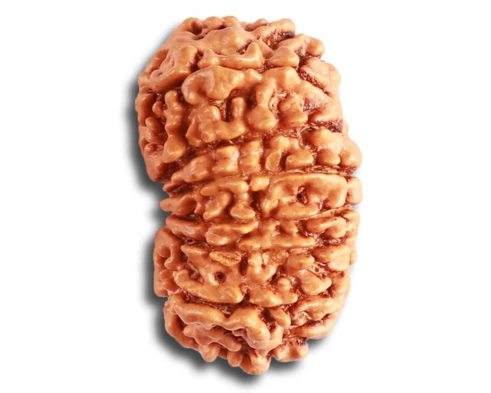 14 Mukhi Rudraksha Nepali Holy Bead