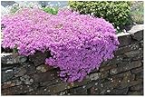 3 x Phlox subulata 'Fabulous Rose' (Winterhart/Staude/Bodendecker/Mehrjährig/Stauden/Immergrün) Rosa Polster-Phlox - Ein Blütenteppich in zauberhaftem Rosa - Trittfest - von Stauden Gänge