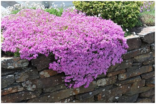3 x Phlox subulata 'Fabulous Rose' (Winterhart/Staude/Bodendecker/Mehrjährig/Stauden/Immergrün) Rosa Polster-Phlox - Ein Blütenteppich in zauberhaftem Rosa - Trittfest - von Stauden Gänge