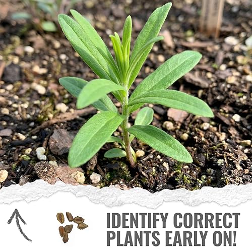 Image of Seed Needs Orange Butterfly Milkweed Seeds for Monarch Butterflies 10 Pack