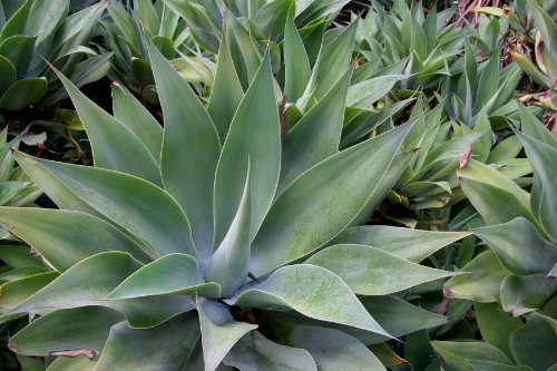 Agave de garganta de dragón, agave de cuello de cisne, 10 semillas