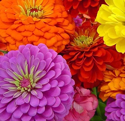 Semente Isla Multi Flores Zinnia Sortida