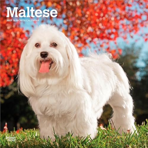 Maltese – Malteser 2027 – 16-Monatskalender: Original BrownTrout-Kalender [Mehrsprachig] [Kalender] (Wall-Kalender)
