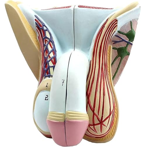 Modèle de système génital masculin AMITD en 4 parties grandeur nature pour anatomie