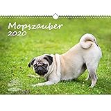 mops welpen deutschland Kalendarium mit internationalen Feiertagen (D, AT, CH, USA, CA, UK, IR, F, I, ES, P, BE, DAN, LUX, CZ, SK, HU, RUS)
