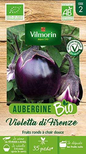 Aubergine Violette de Florence (Violetta di Firenze) - BIO