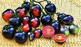 PREMIER SEEDS DIRECT Tomato - Indigo - Rose - 10 Finest Seeds