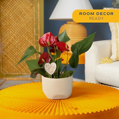 Image of Costa Farms Anthurium, Live Indoor Plant, Easy Care, Home Decor | Waxy long-lasting blooms in bright indirect light. Enjoy flowers indoors. Great indoor houseplant. About 10-14 in tall.