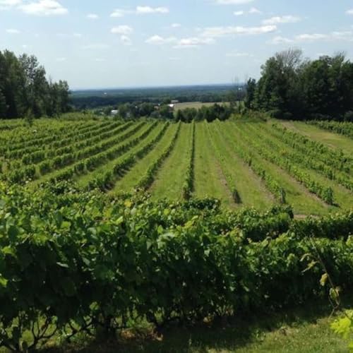 Page de couverture de Vins et climat : un bon cocktail ?