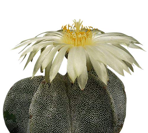 Kaktus ''Bischofsmtze'' (Astrophytum myriostigma) 25 Samen : Amazon.de:  Garten