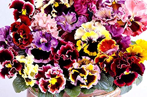 Ruffled Frilly Mixed Pansy Seed 40+ Seeds For Planting Frizzle Sizzle #TOP2