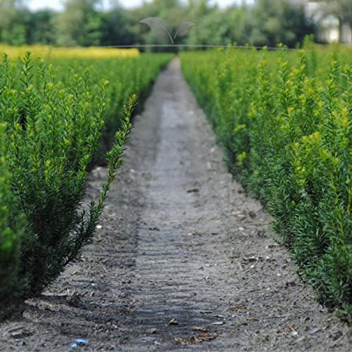 Gardline - Nicht-Fruchtende Eibe Taxus media Hillii 100-120 cm. 3-200  Koniferen. Immergrn - 6 St. (ca. 2 Meter) : Amazon.de: Garten