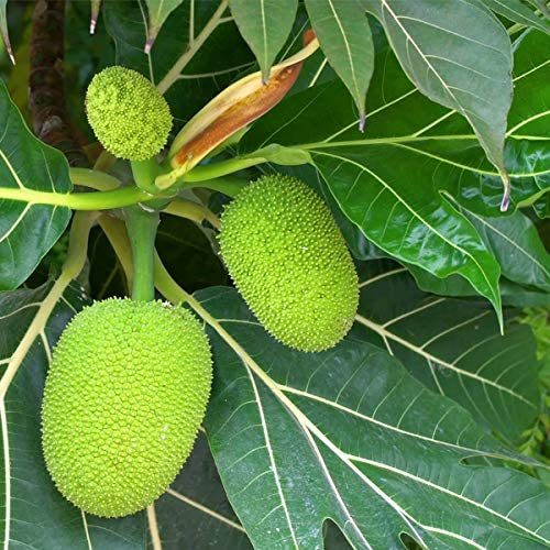 Mphmi Breadfruit, Artocarpus Altilis, Bakri Chajhar - Plant