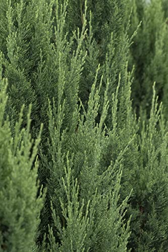 Blue Point Juniper | 10 Live Trees | Juniperus Chinensis | Drought Tolerant Low Maintenance Evergreen Plants #TOP6