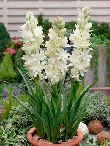 CUIKWA Nardo blanco ricamente perfumado: perfecto para la...