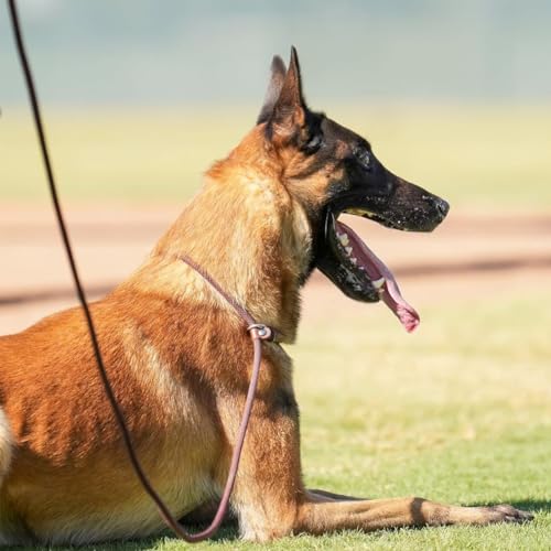 Btinesful HU-XI-145 Slip Lead Dog Leash, Strong Nylon Rope thumb #6