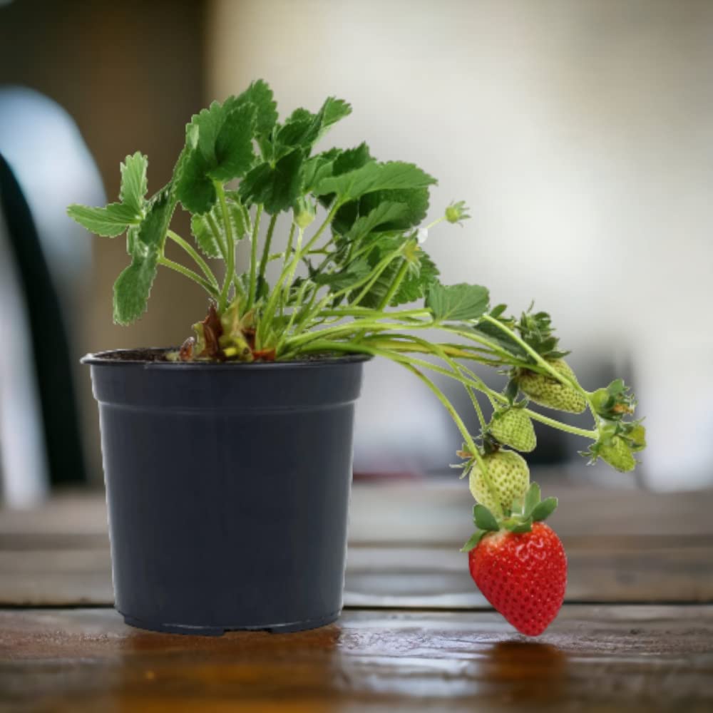 Bhajanlal Greenery Strawberry Fruit Plant with 4 inches Nursery Black Pot (B09QHX3LSY) Amazon Price History, Amazon Price Tracker