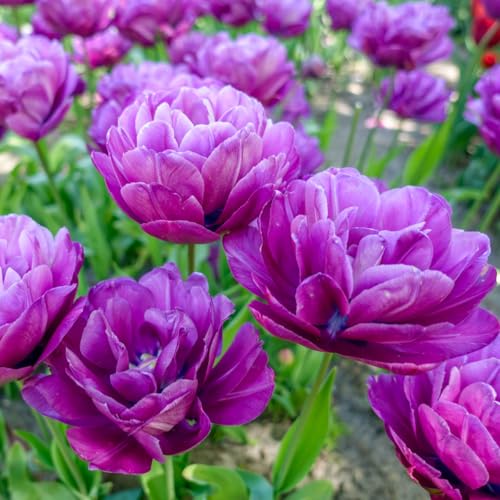 Direct Gardening Blue Spectacle Double Peony Tulip Dormant Spring Purple Flowering Bulbs (10-Pack)