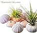 Sea Urchins Shells for Air Plants - 6 Pink & 6 Purple Sea Urchin Shells - Hanging Air Plant Holder - Air Plants Live Holders - Air Plant Pot - No Plants Included