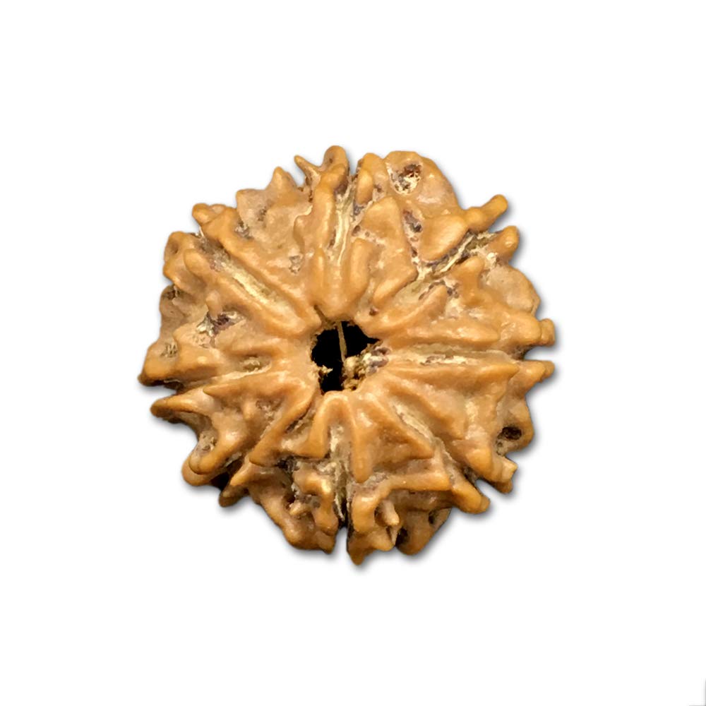 Rudraksha Mukhi Népal lot de 8 très petites graines authentiques