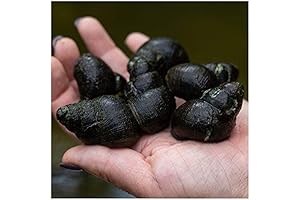 Live Snails | Pet-Friendly Pond Cleaners