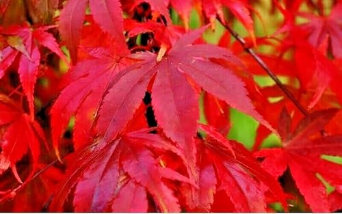 20 semillas de árbol de arce rojo japonés Acer Palmatum