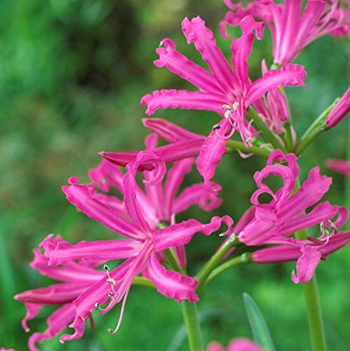 Radha Krishna Agriculture Nerine Lily - Lycoris Pink Color | Flower Bulbs Pack of 6 Large Nerine Lily Bulbs - For Home Gardening. (B088QCN9XV) Amazon Price History, Amazon Price Tracker