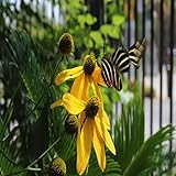 Photo Gallery allemande in a major, bwv 806