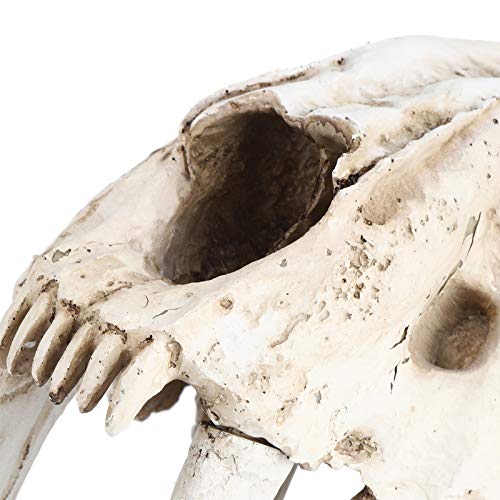 Crânio de tigre de resina Crânio de animal, excelente acabamento Simulação de alta simulação Modelo